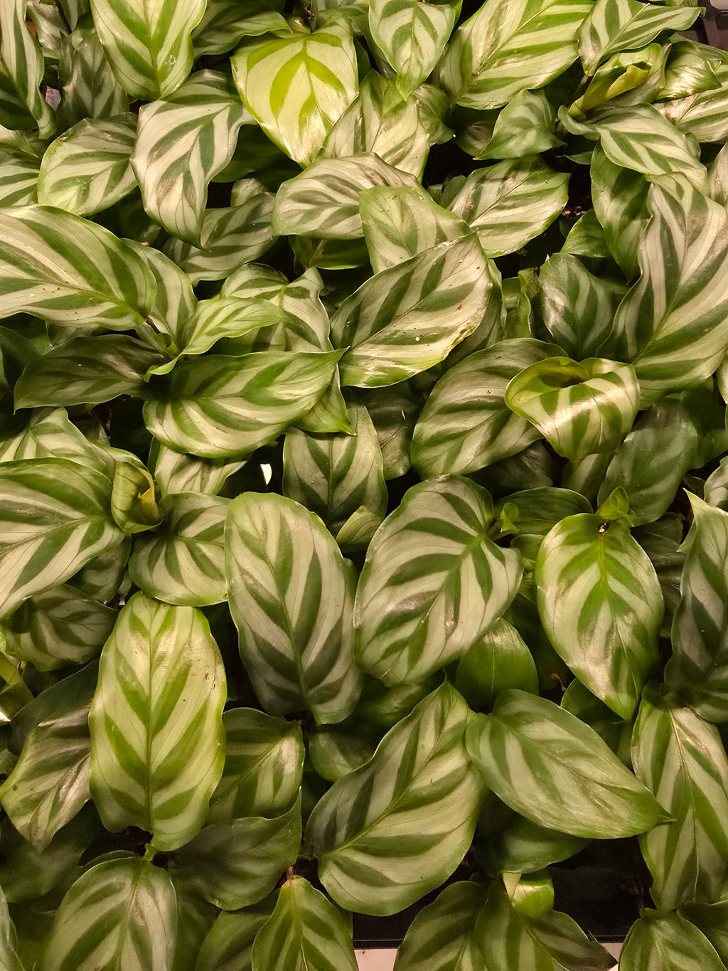 Growers Choice Mega Mix. Unpotted starters