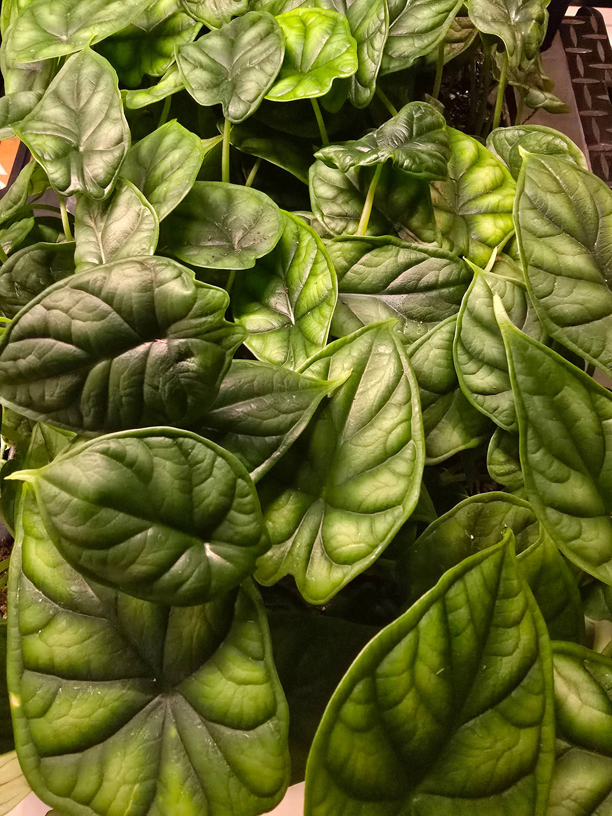 Growers Choice Mega Mix. Unpotted starters