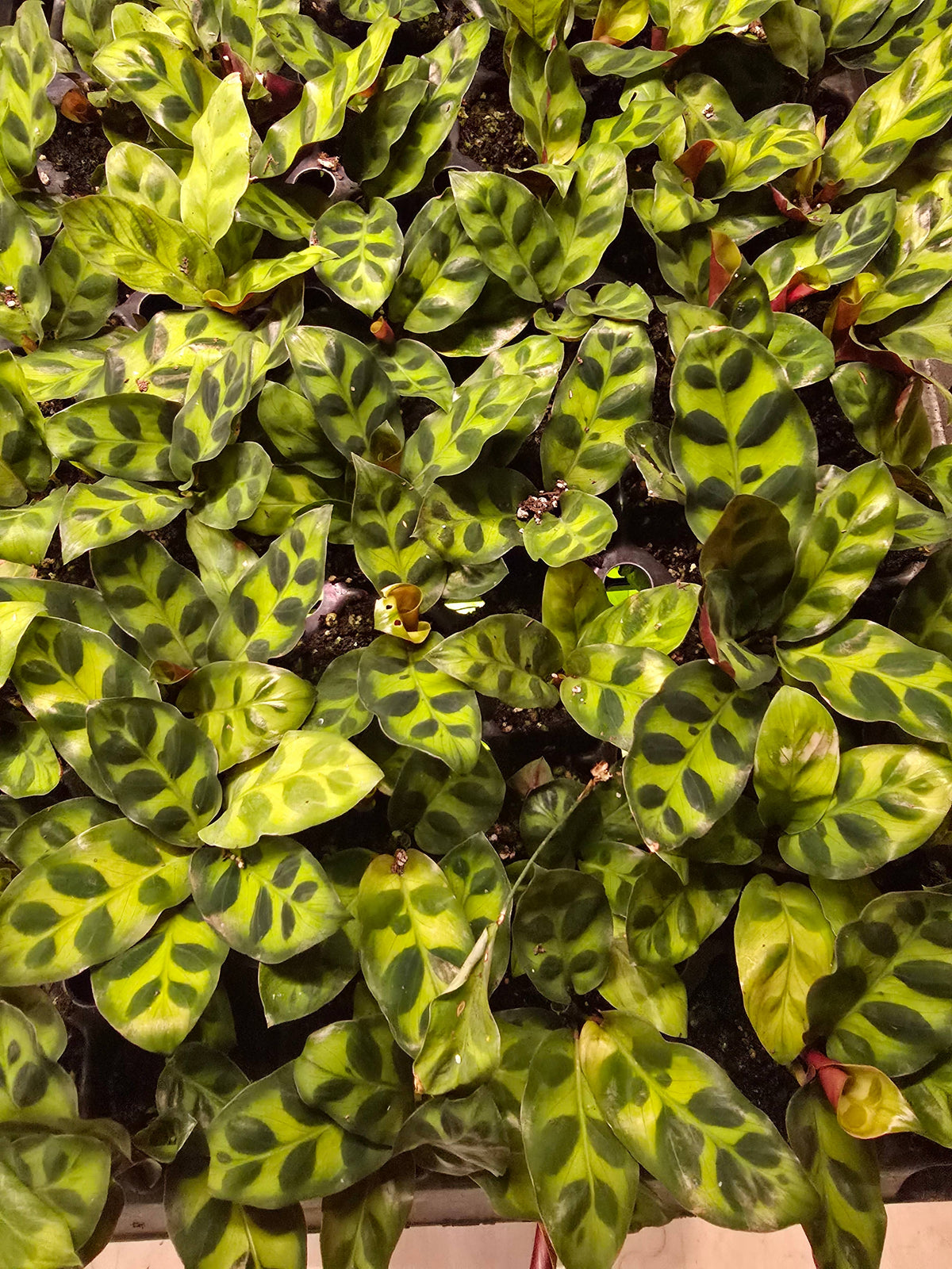 Growers Choice Mega Mix. Unpotted starters
