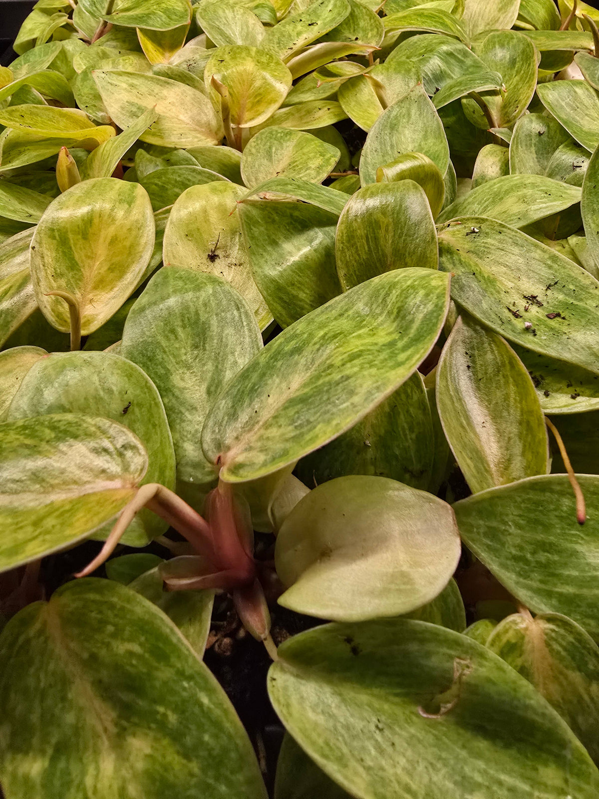 Philodendron Only Growers Choice Bundle. Unpotted Starters