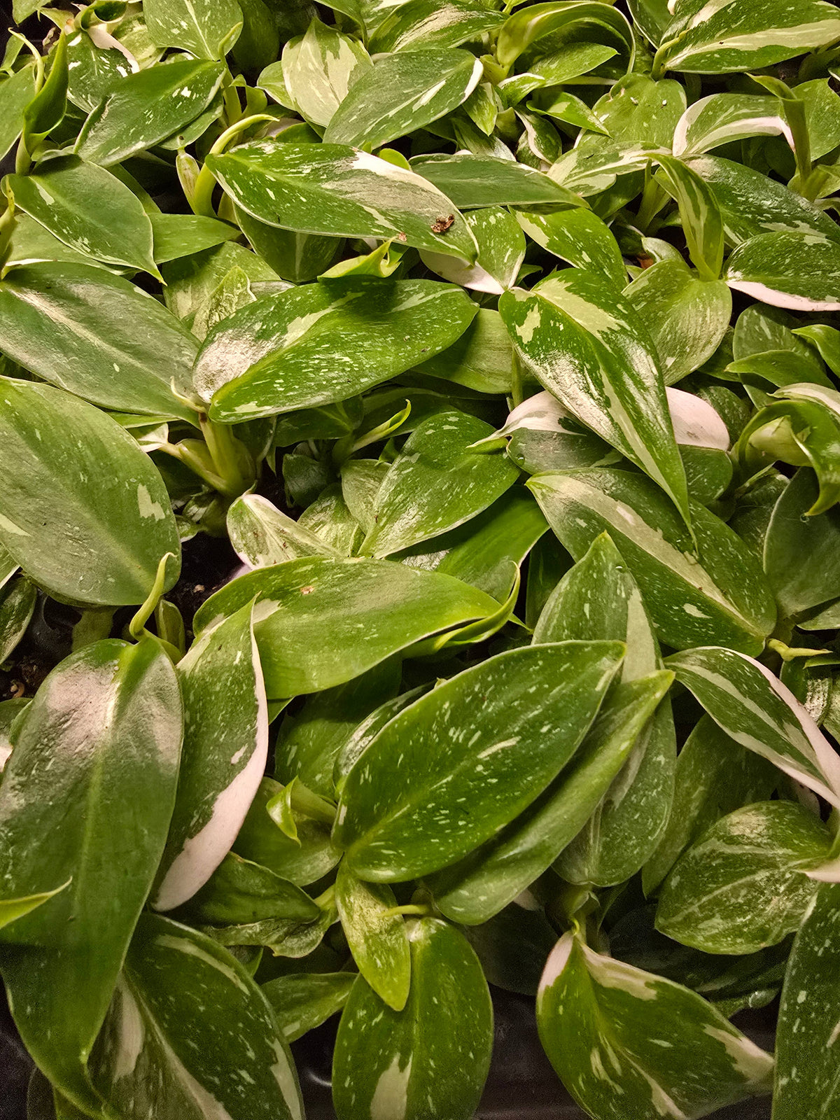 Philodendron Only Growers Choice Bundle. Unpotted Starters