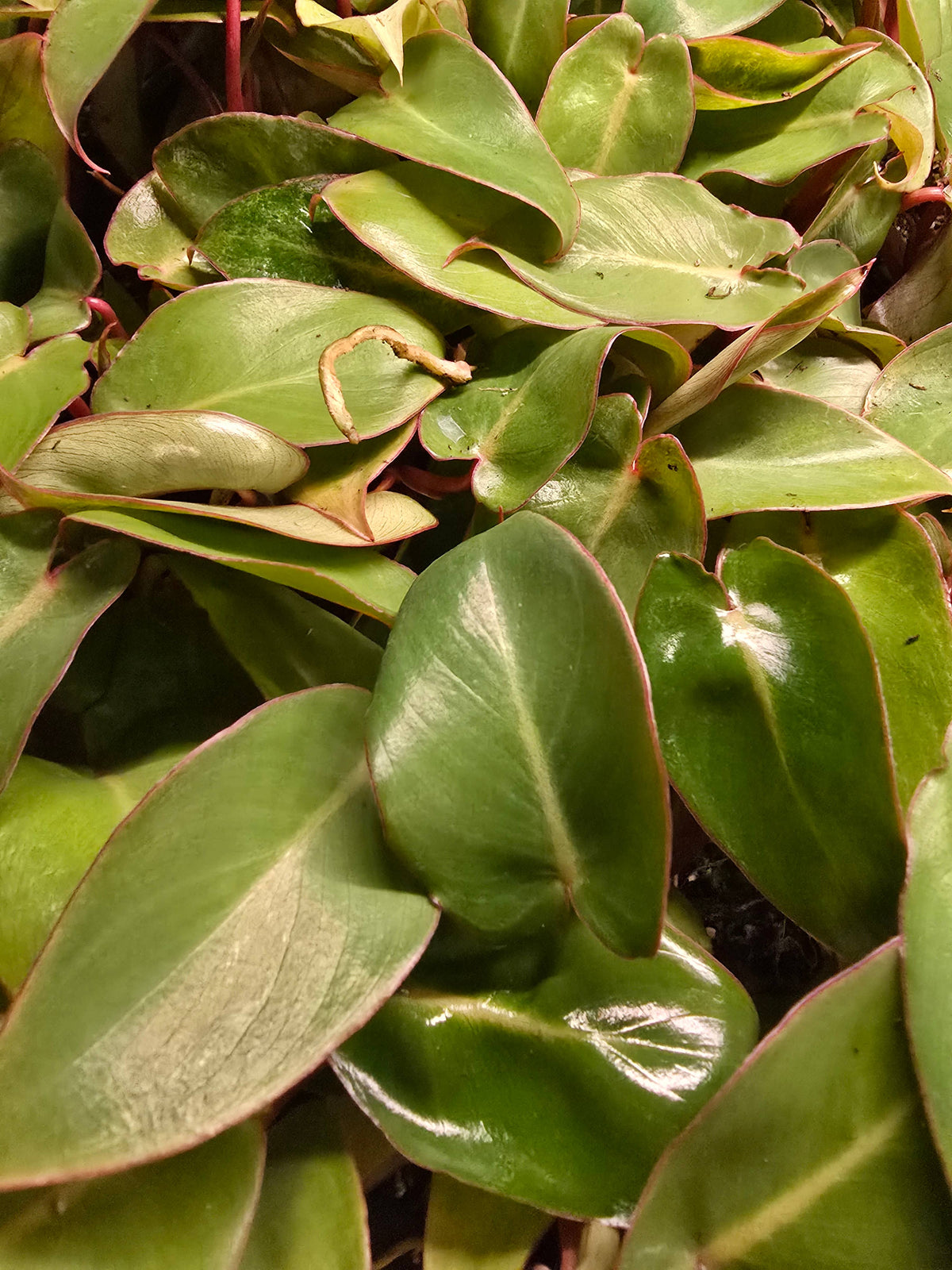 Philodendron Only Growers Choice Bundle. Unpotted Starters