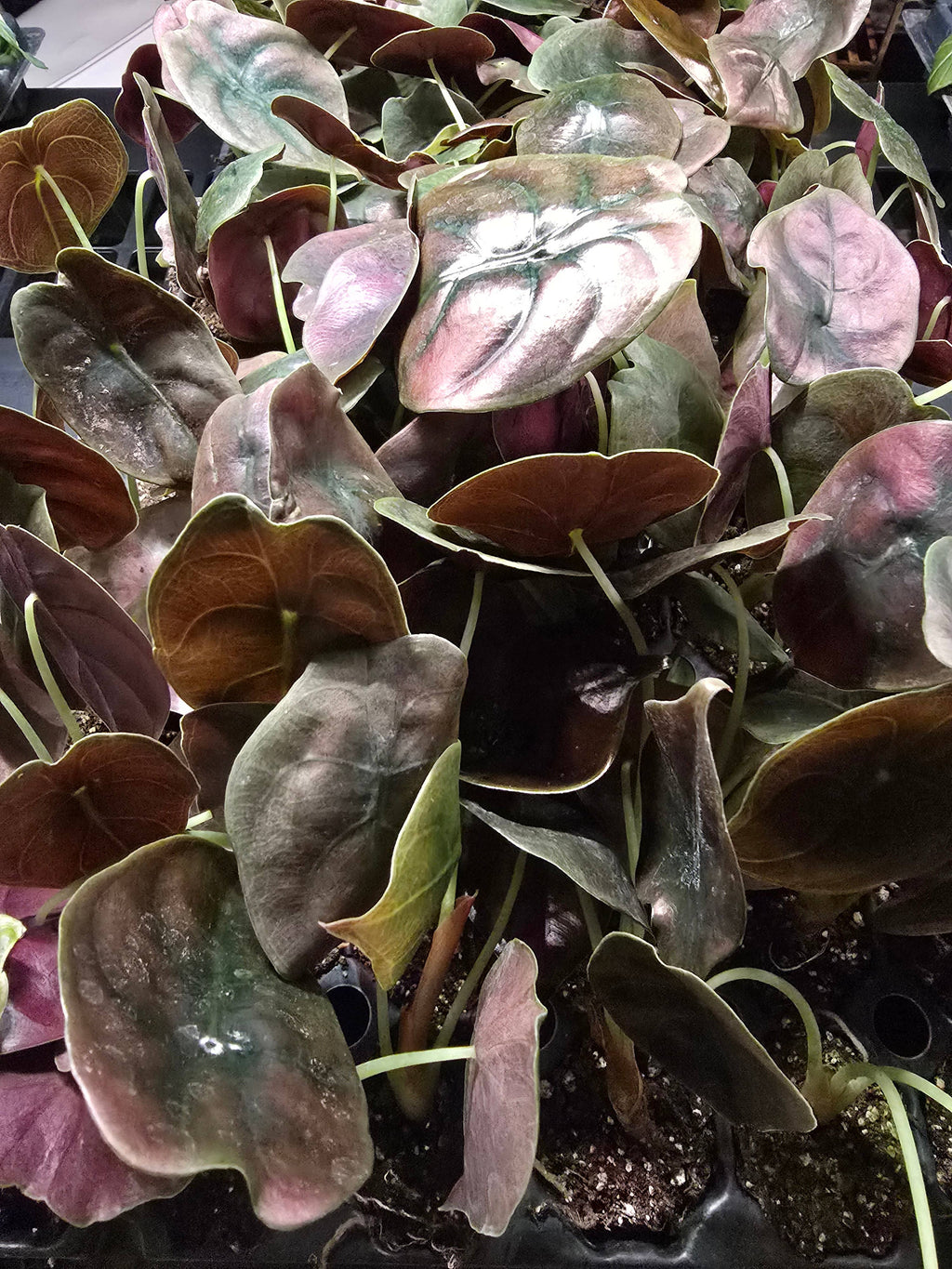 Growers Choice Mega Mix. Unpotted starters