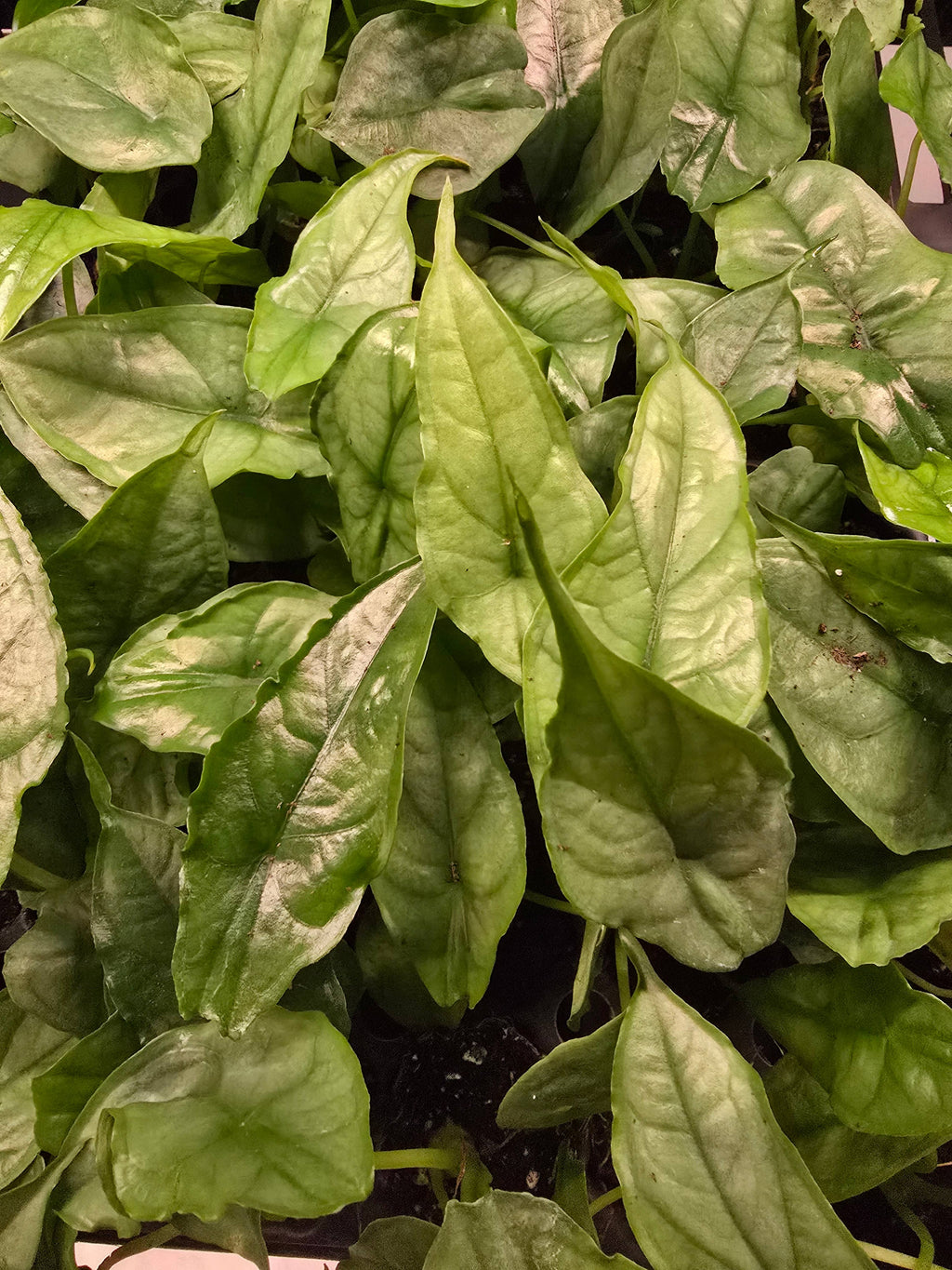 Growers Choice Mega Mix. Unpotted starters