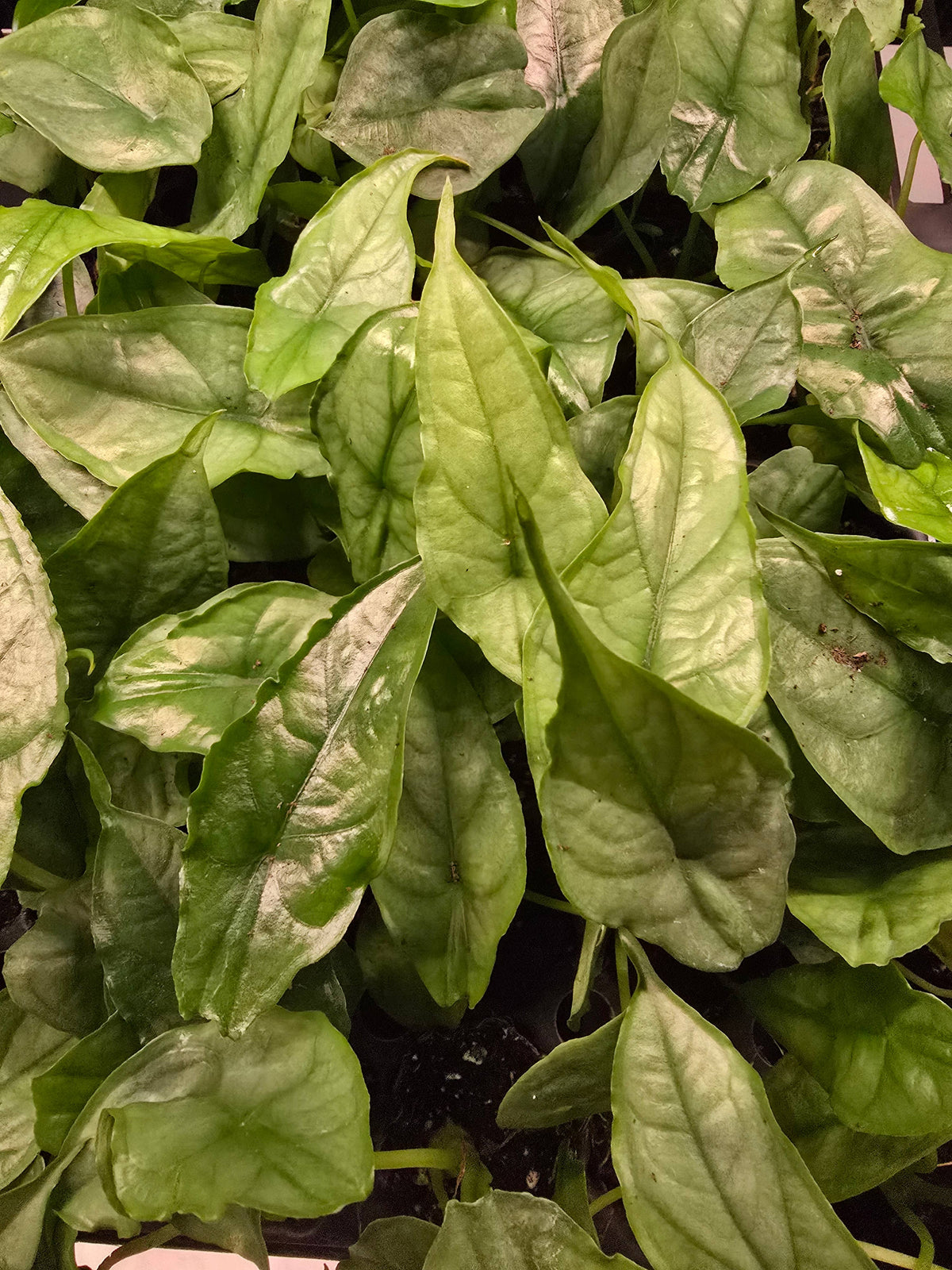 Growers Choice Mega Mix. Unpotted starters