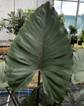 Alocasia Metalhead starter: No. I will pot them myself. I would rather save money.