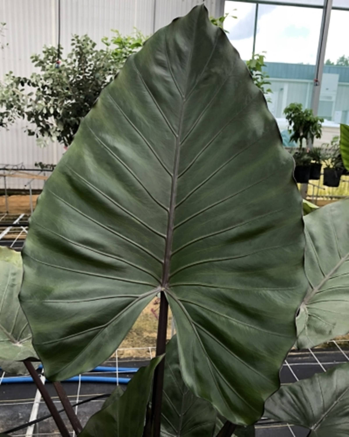 Alocasia Metalhead starter: No. I will pot them myself. I would rather save money.