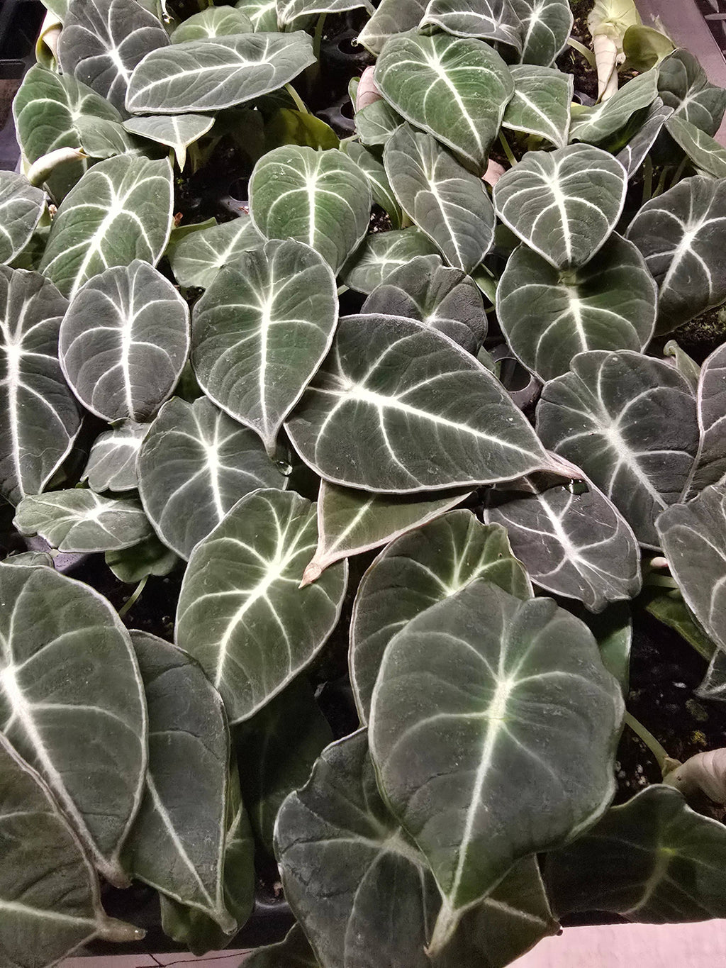 Growers Choice Mega Mix. Unpotted starters