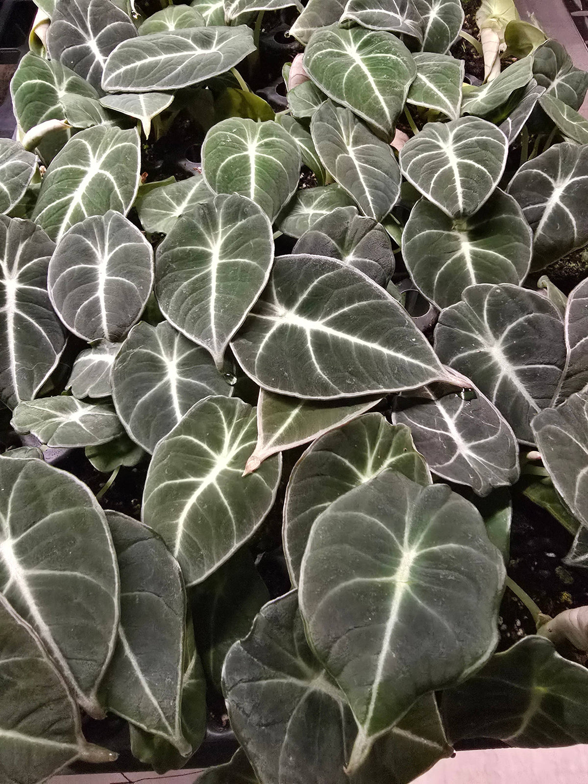 Growers Choice Mega Mix. Unpotted starters