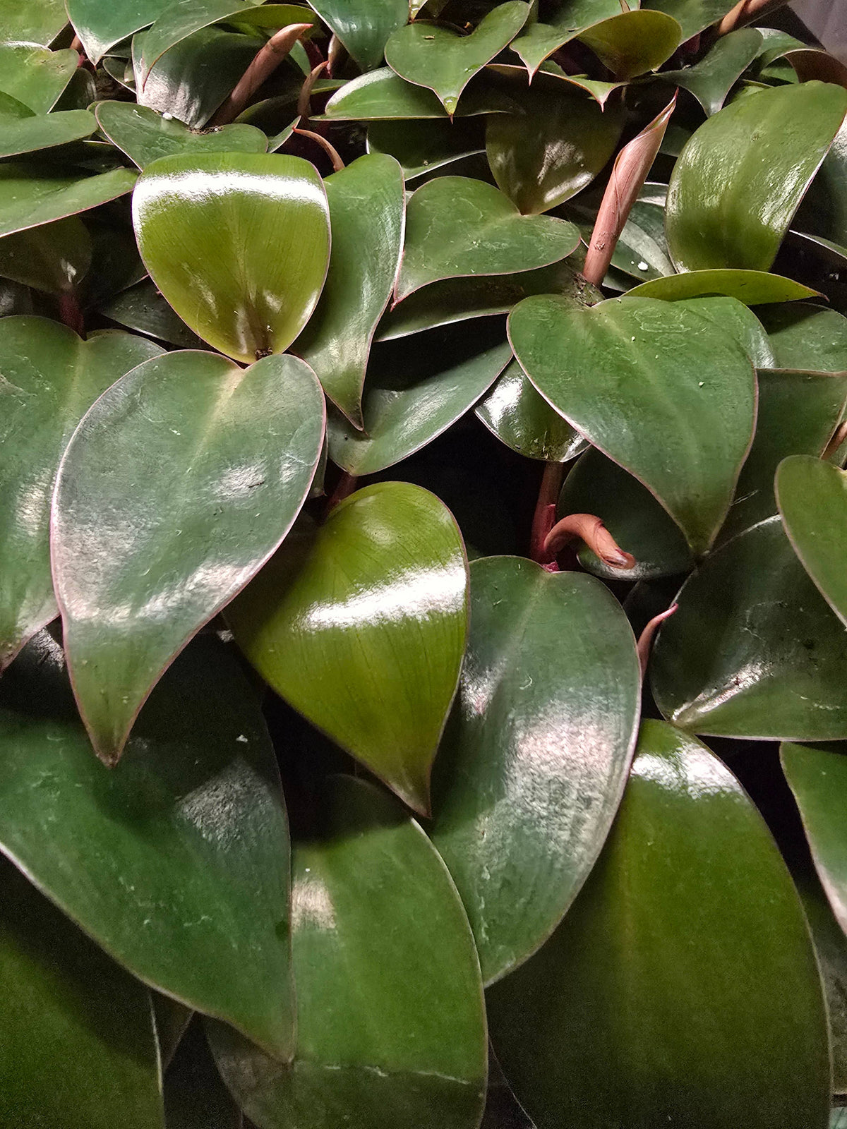 Philodendron Only Growers Choice Bundle. Unpotted Starters